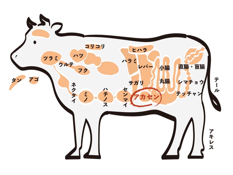 部位の特徴(ホルモン)
