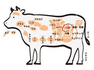 部位の特徴(ホルモン)